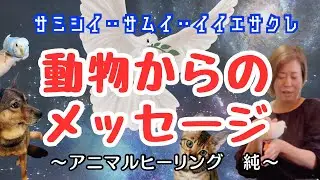 【アニマルヒーリング/実践編】レイキヒーリング＆波動調整&遠隔ヒーリングなど様々なヒーリングを掛け合わせて独自の手法で人間も動物、ペットも癒す女性登場‼️占い師3人組も引き込まれる不思議なお話👀✨