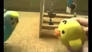 Rick James - Hard to Get (birb version)