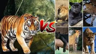 What will happen when a tiger fights some animals of the Felidae family? wait till end | #mrbeast |