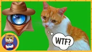 Wonderful device to spy on your cat! [Unpacking Parcels]