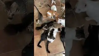 Bizim evin otçul kedileri ☺️