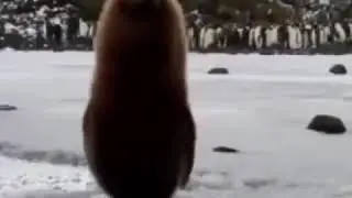Пингвин нытик
