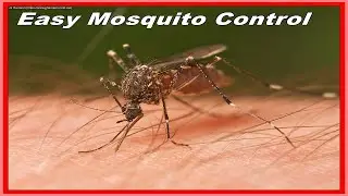 Eliminate Annoying Mosquitoes for FREE!  The Secret to a Mosquito Free Back Yard.