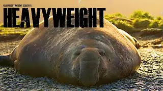 CH5 - Nature Documentary - Song of the Seal: The Heavyweights (1997)