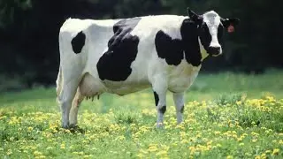 Nuestra vaca paca
