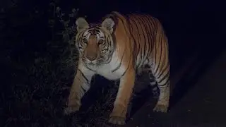 Tiger Sighting Main Road side .Kerala .