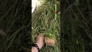 Сойми, Закарпатская область. грибы.