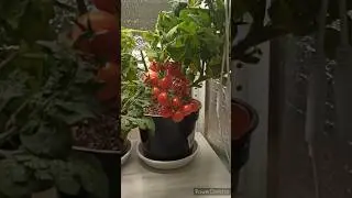 Урожай с домашнего огорода