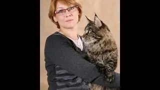 Эксперт и заводчик мейн кунов Елена Загорская о породе