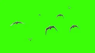 Segulls Bird On Green Screen Chroma Key free use