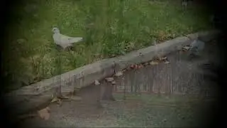 Знову білочка