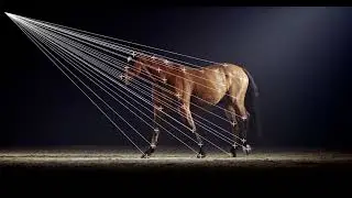 Track Lines Horse