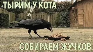 БЫЧИЙ ХВОСТ НЕ ЗАШЁЛ, А В КУСТАХ ЕСТЬ ЧЕМ ПОЖИВИТЬСЯ)  