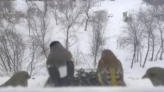 кормушка на подоконнике )