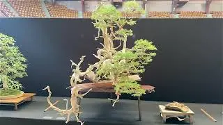 Patricia O'Connor, The Bonsai Balcony: Silent Movie.