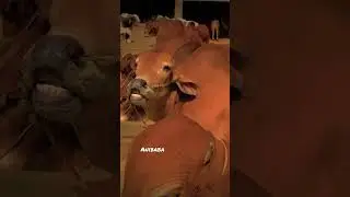 Cow collection 2k23 shouqeeno ka liya 💯❤️ #bakraeid2023 #cowmandi #eid #vira #mandikadewana #mandi