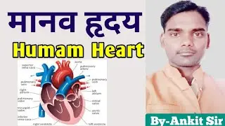 Humam  Heart ❤️ | मानव हृदय | पूरी जानकारी | By - Ankit Sir ||  #heart