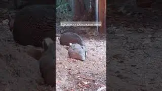 цесарки купаются в песке
