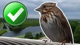 SONG SPARROW Found?! Migration Madness Birding Challenge