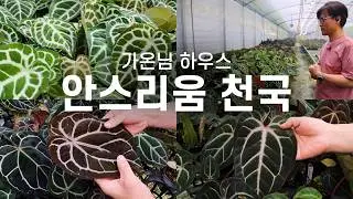Anthurium Heaven in Korea: Gaon’s Plant House / Care Tips / Seedlings, Hybrids / Hand-picked Spec...