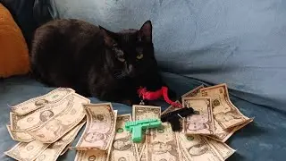 my cat Peppers first rap video