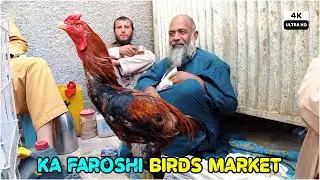 Ka Faroshi The Birds Market | Kandahar | Afghanistan | 4K