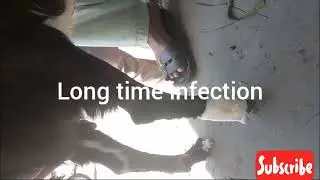 Tendon laceration in goat