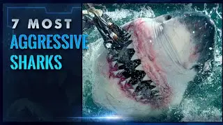 The 7 Most Aggressive Sharks in the World - Terrifying!