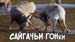 Сайгачьи гонки