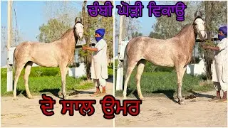 ਨੂਰੇ ਬਾਕਰਪੁਰ ਵਾਲੇ ਦੀ ਚੰਗੇ ਕੱਦ ਦੀ ਬੱਚੀ ਤੇ ਚਾਲਇੰਨੀ ਕੇ ਪਾਣੀ ਵੀ ਨੀ ਡੁੱਲਦਾ
