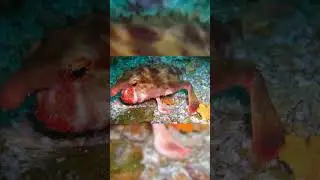 Animales más raros que existen en el mundo #insectos #informativo #viral #raro