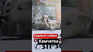 Ездовые собаки. "Берингия" Камчатка. #камчатка #бернгия #ездовыесобаки #альбертсеверный