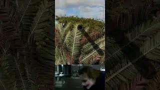 Bush Guy Be Like: