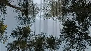 Bomen in het Meetjesland