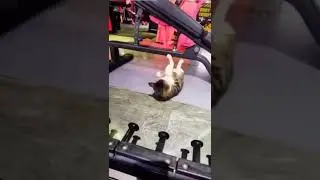 надо подкачаться (кот качок) 🐱🐈