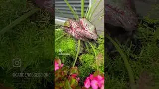 @vegogarden #raisedbedgarden #moderngarden #windowgarden #texasgardening #garden #gardenflowers