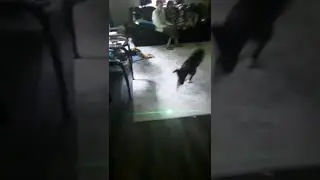 my dog likes the lazer pointer