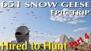651 Snow Geese in 4 Hunts Part 4 #huntongaro @CabelasHunting @divebombsquad @hevishotammo