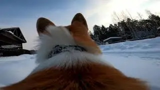 Корги Максяш и прогулка с GoPro на спине !!!