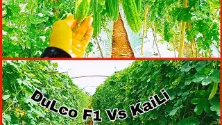 Tanaman Pare Dulco F1 dengan Kaili F1 53 hsT