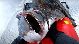 194cm! | Autumn halibutfishing - a Camp Halibut fishing film | ENG SUBS