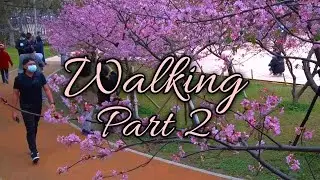 Walking Part 2 | Cherry blossom (櫻花) | 新竹公園櫻花2021|Pasyalan sa Taiwan