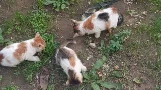 Bahçemdeki Kedi Misafirlerimi Doyurduk #kedi