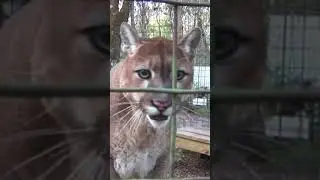 El Puma, León de montaña
