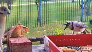 Snappy the Cardinal confronts Blue Jay Jr.