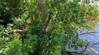 Hiking The Red Trail at Connetquot River State Park Preserve, New York 2024 (8K UHD)