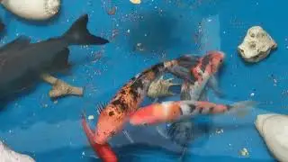 WHAT ARE KOI FISH SO SPECIAL? I FISHPOND I KOI FISH I OAD SUNNY HILLS