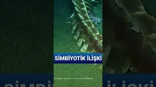 Kemik Yeme veya Osteofaji: Osedax roseus'un Beslenme Stratejisi
