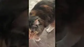 Кошка умеет вести беседу с её хозяйкой🐈‍⬛