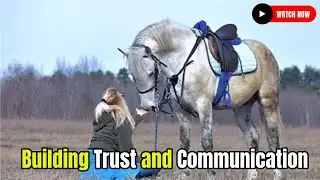Building Trust and Communication with Your Horse Horse Breeding 